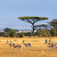 Photo Afrique du Sud